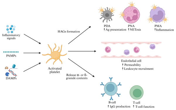 Activation-of-neutrophils