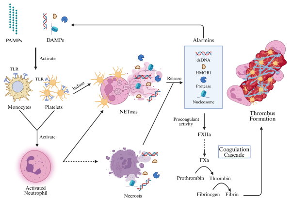 Immunothrombosis-and-thromboinflammation
