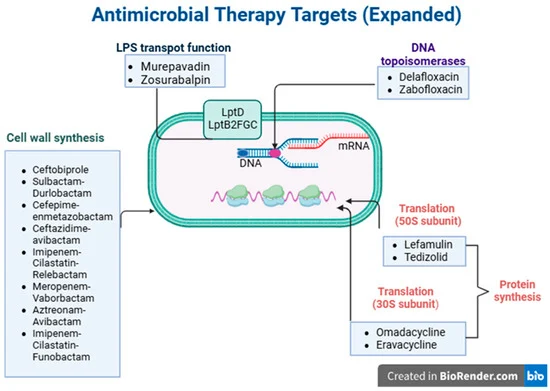 Antimicrobial-therapy-targets